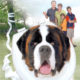 Beethoven 4 le film avec Saint-Bernard