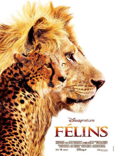 Duree De Vie D Un Lion Félins un documentaire pour quel âge ? un Disneynature analysé, dvd
