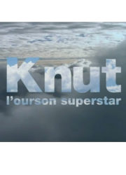 Knut, l'ourson superstar