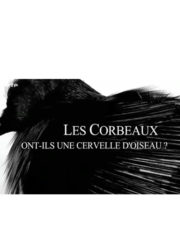 Les corbeaux ont-ils une cervelle d'oiseau ?