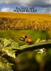 Minuscule : La Nuit des mandibules