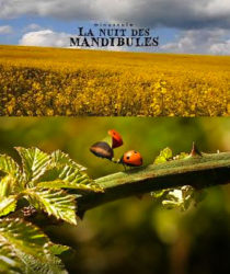 Minuscule : La Nuit des mandibules