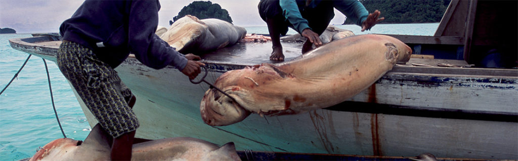Les Seigneurs de la mer