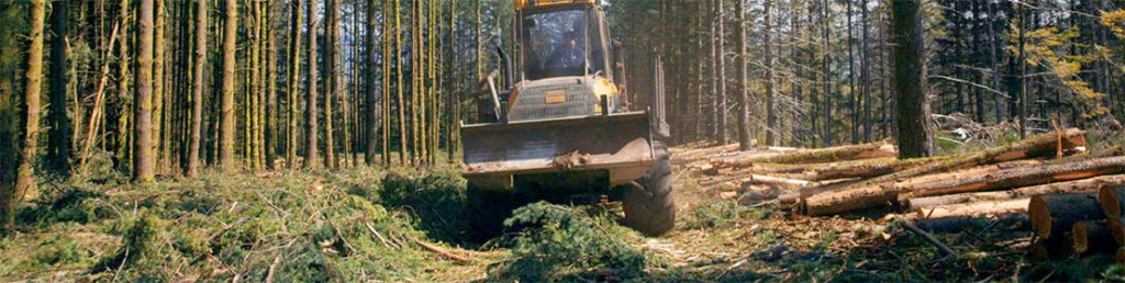 Le temps des forêts