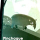 Pinchaque, le Tapir Colombien