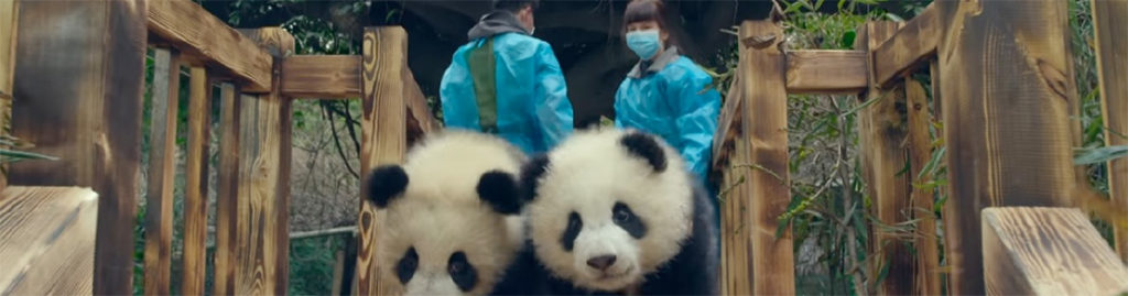 Pandas