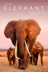 The Elephant Queen