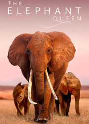 The Elephant Queen