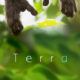 Terra