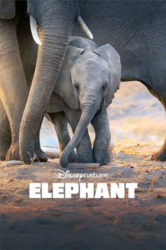 Éléphant