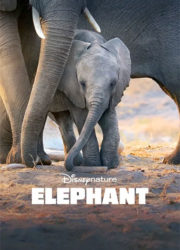 Éléphant