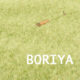 Boriya