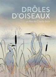 Drôles d'oiseaux