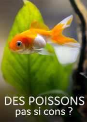 Des poissons pas si cons ?