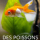 Des poissons pas si cons ?