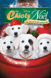 Les chiots Noël, la relève est arrivée
