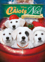 Les chiots Noël, la relève est arrivée