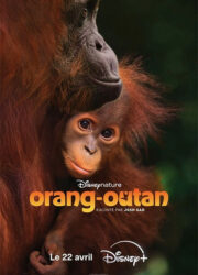 Orang-outan