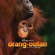 Orang-outan